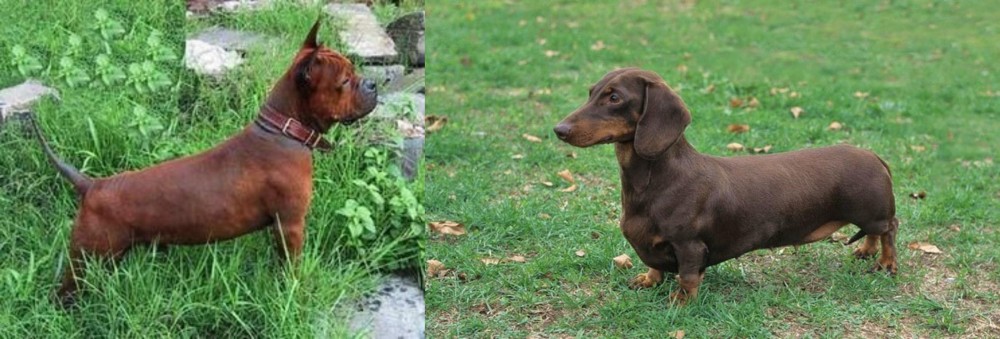 Dachshund vs Chinese Chongqing Dog - Breed Comparison