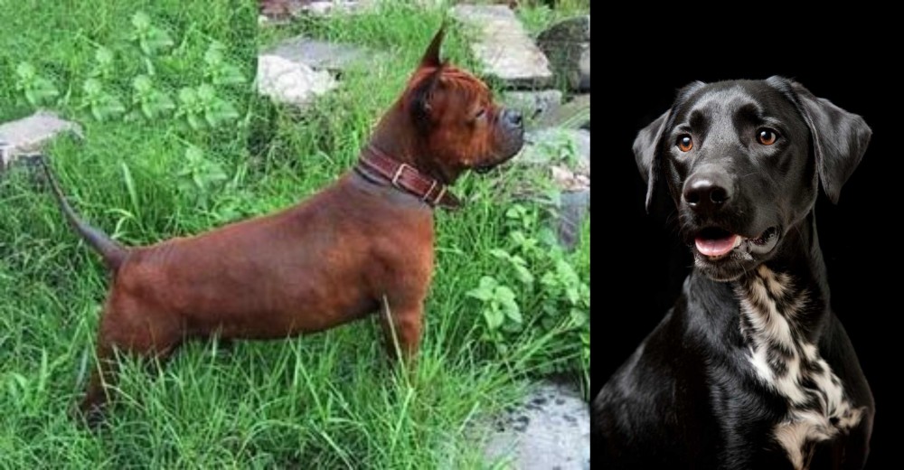 Dalmador vs Chinese Chongqing Dog - Breed Comparison
