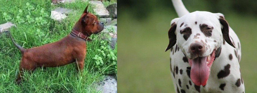 Dalmatian vs Chinese Chongqing Dog - Breed Comparison