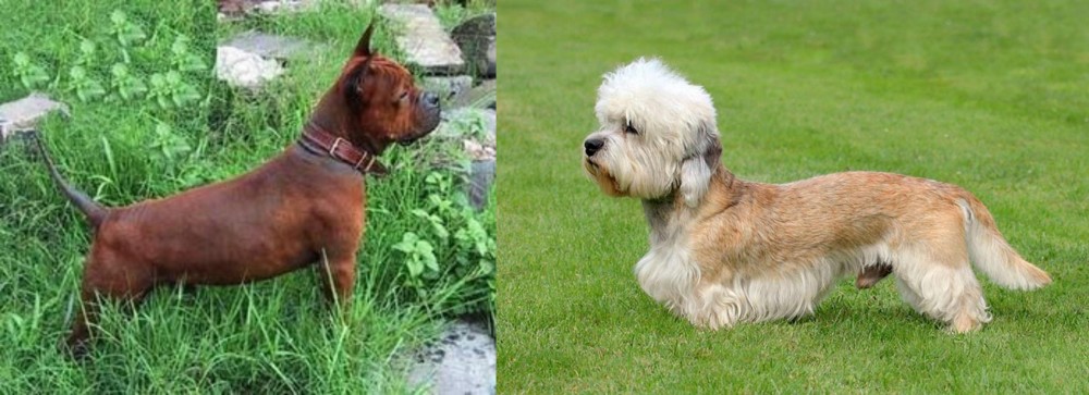 Dandie Dinmont Terrier vs Chinese Chongqing Dog - Breed Comparison