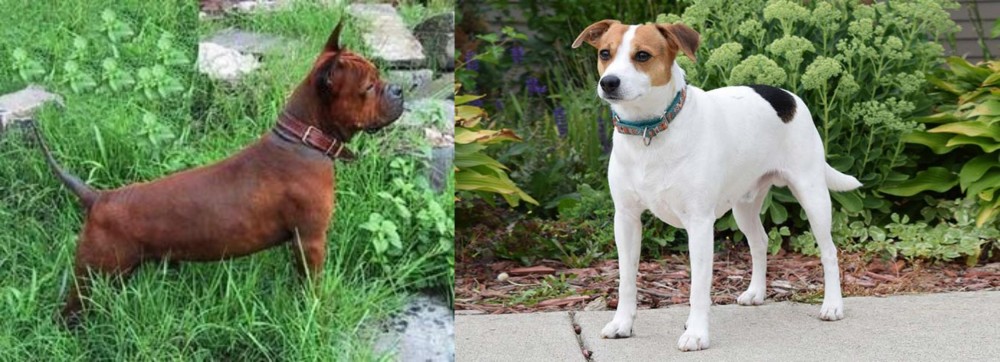 Danish Swedish Farmdog vs Chinese Chongqing Dog - Breed Comparison