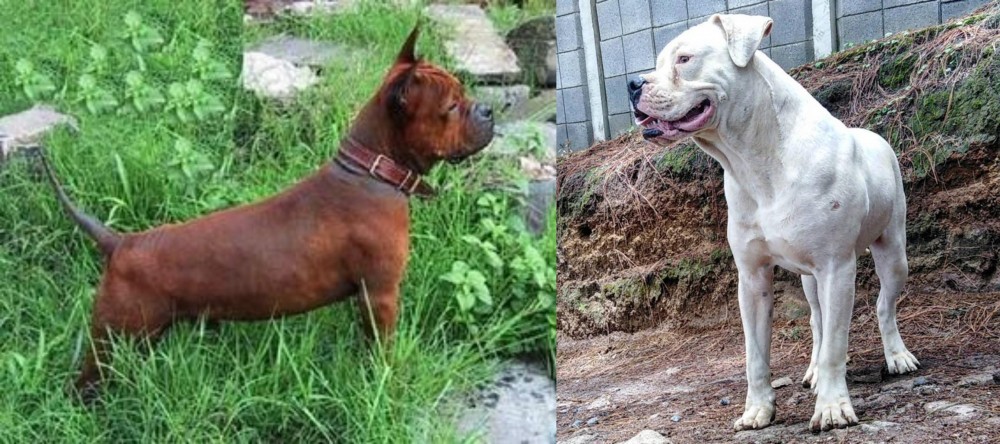 Dogo Guatemalteco vs Chinese Chongqing Dog - Breed Comparison