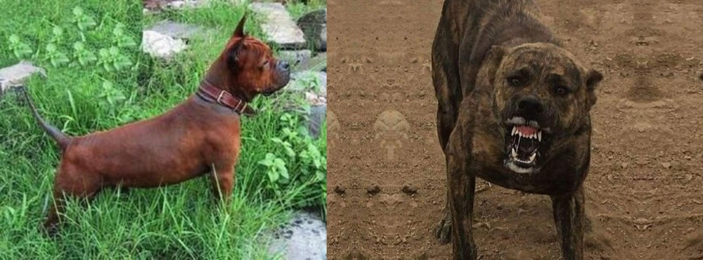 Dogo Sardesco vs Chinese Chongqing Dog - Breed Comparison
