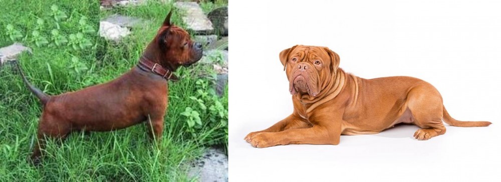 Dogue De Bordeaux vs Chinese Chongqing Dog - Breed Comparison
