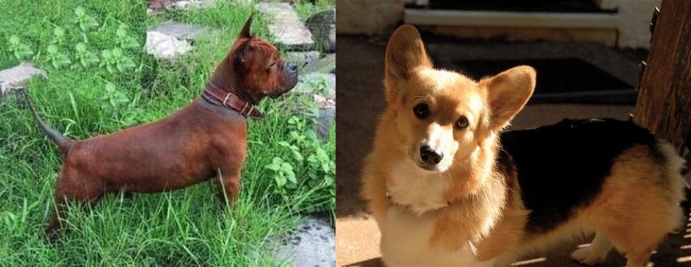 Dorgi vs Chinese Chongqing Dog - Breed Comparison