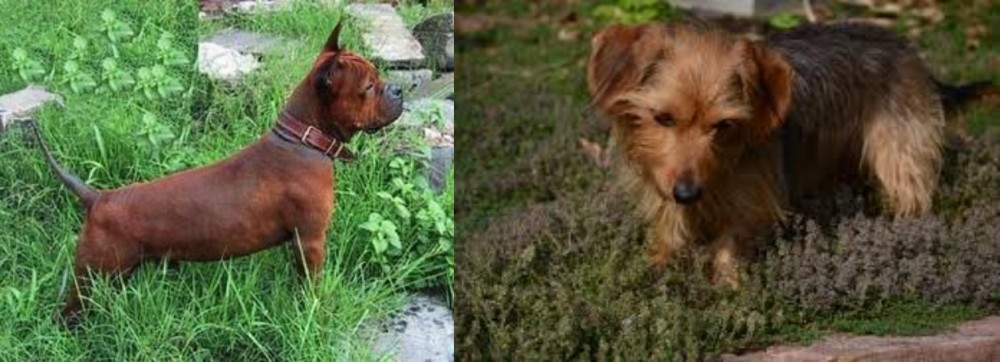 Dorkie vs Chinese Chongqing Dog - Breed Comparison