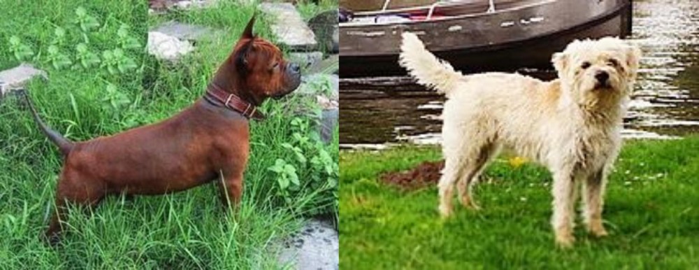 Dutch Smoushond vs Chinese Chongqing Dog - Breed Comparison