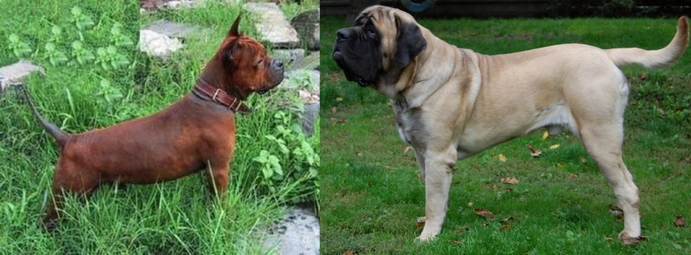 English Mastiff vs Chinese Chongqing Dog - Breed Comparison