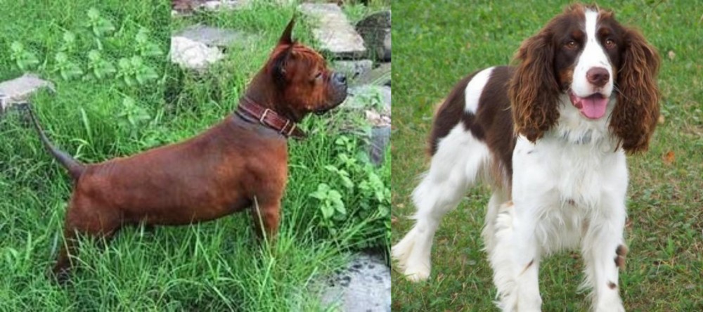 English Springer Spaniel vs Chinese Chongqing Dog - Breed Comparison