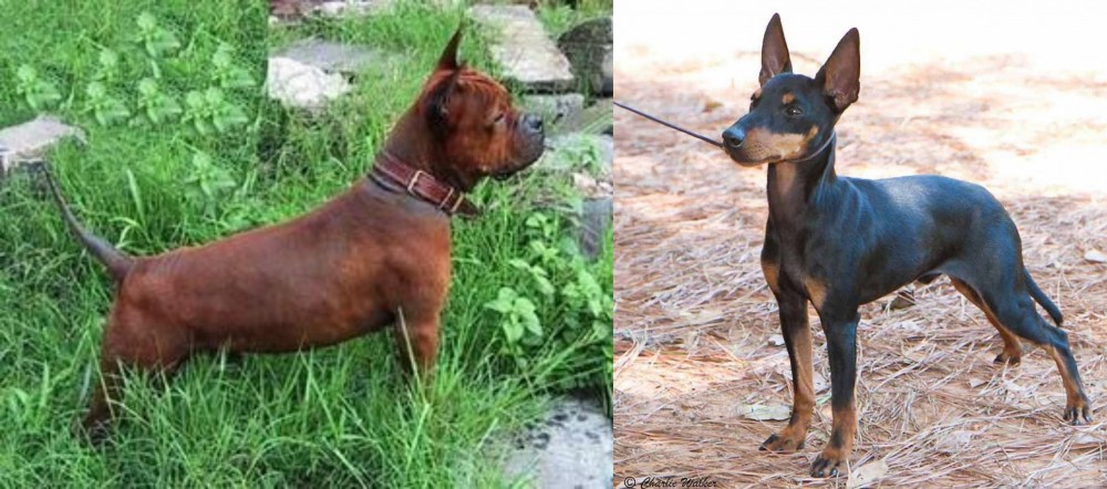 English Toy Terrier (Black & Tan) vs Chinese Chongqing Dog - Breed Comparison