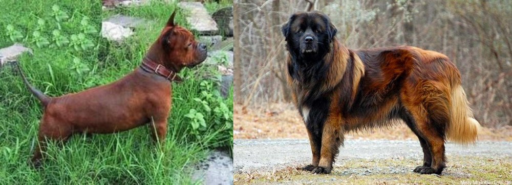 Estrela Mountain Dog vs Chinese Chongqing Dog - Breed Comparison
