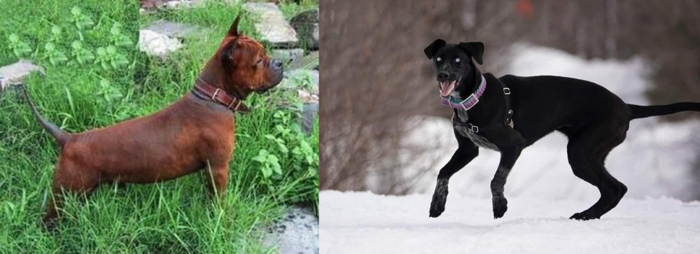 Eurohound vs Chinese Chongqing Dog - Breed Comparison