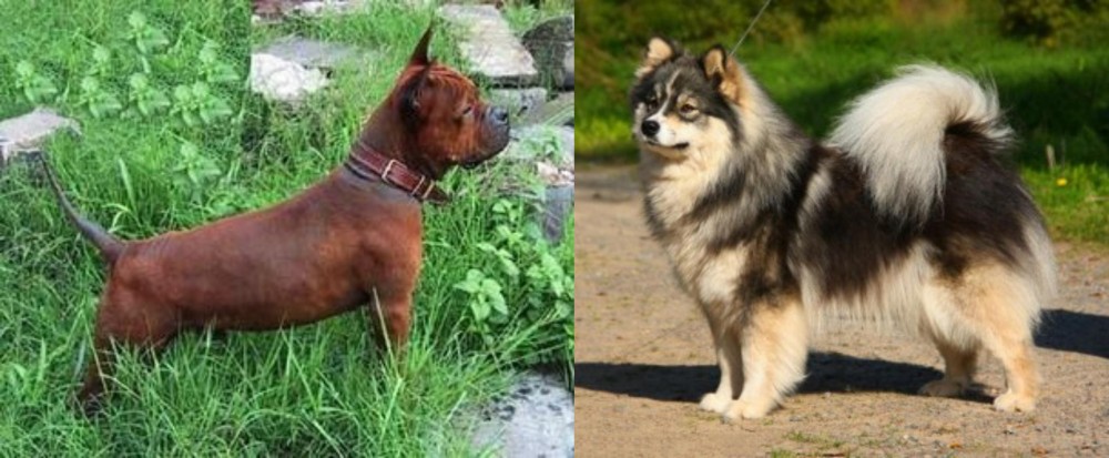 Finnish Lapphund vs Chinese Chongqing Dog - Breed Comparison