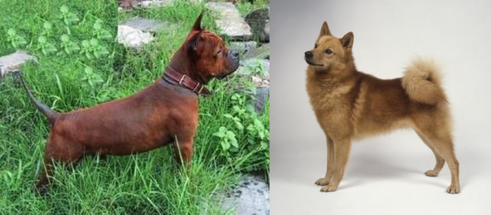 Finnish Spitz vs Chinese Chongqing Dog - Breed Comparison