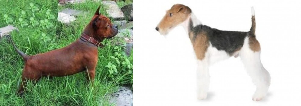 Fox Terrier vs Chinese Chongqing Dog - Breed Comparison