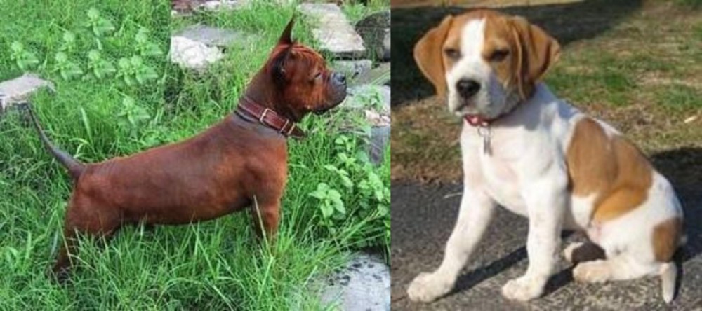 Francais Blanc et Orange vs Chinese Chongqing Dog - Breed Comparison