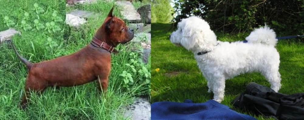Franzuskaya Bolonka vs Chinese Chongqing Dog - Breed Comparison