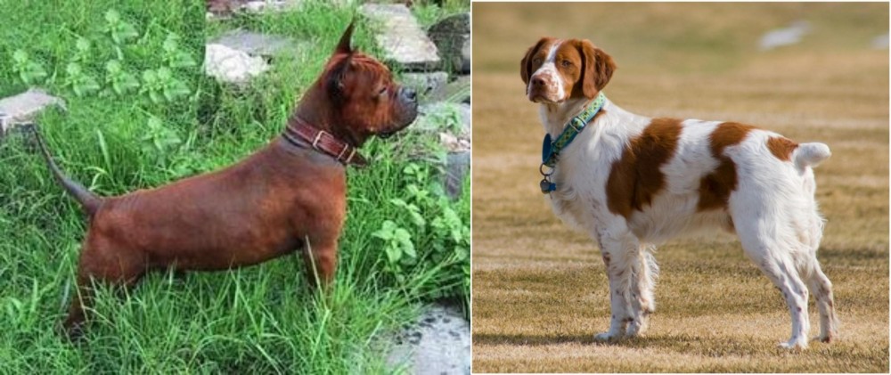 French Brittany vs Chinese Chongqing Dog - Breed Comparison