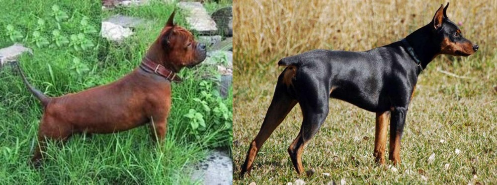 German Pinscher vs Chinese Chongqing Dog - Breed Comparison