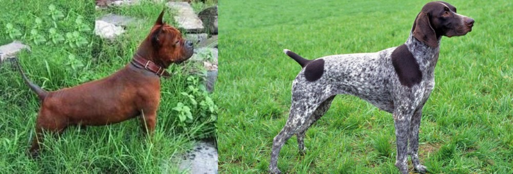 German Shorthaired Pointer vs Chinese Chongqing Dog - Breed Comparison