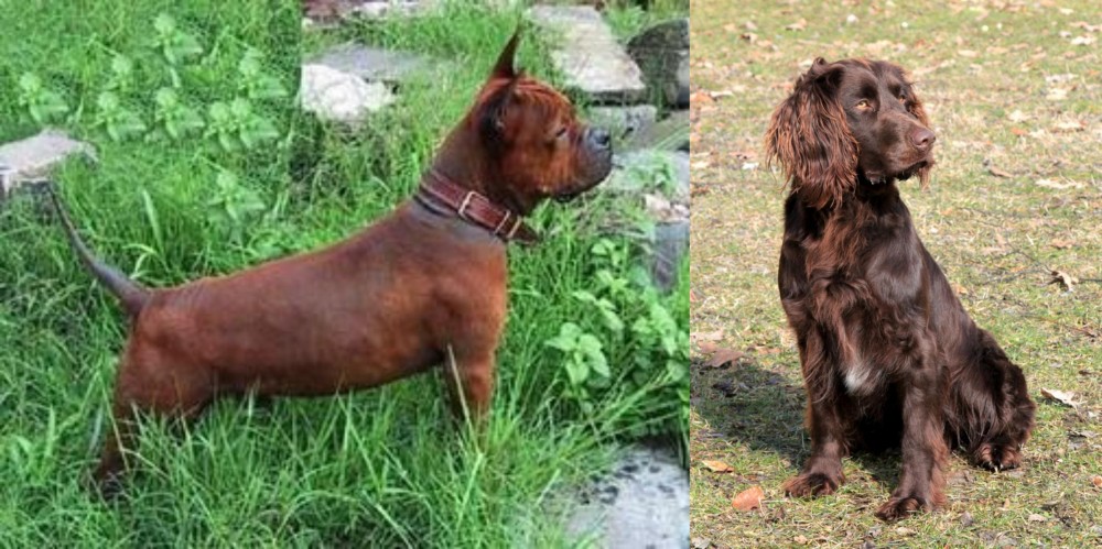 German Spaniel vs Chinese Chongqing Dog - Breed Comparison