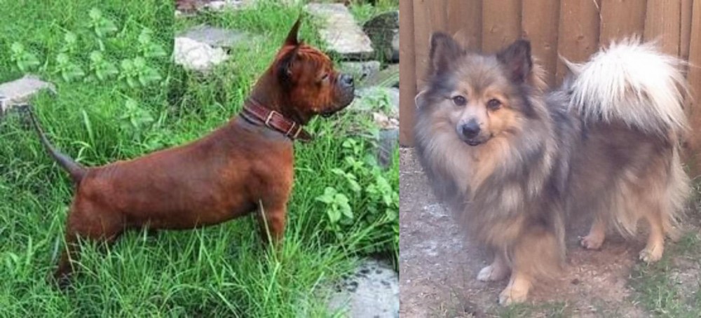 German Spitz (Mittel) vs Chinese Chongqing Dog - Breed Comparison