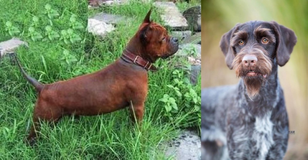 German Wirehaired Pointer vs Chinese Chongqing Dog - Breed Comparison