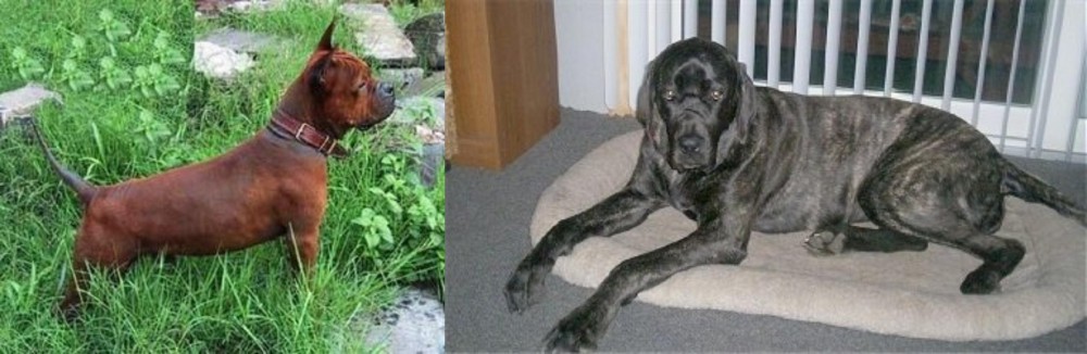 Giant Maso Mastiff vs Chinese Chongqing Dog - Breed Comparison