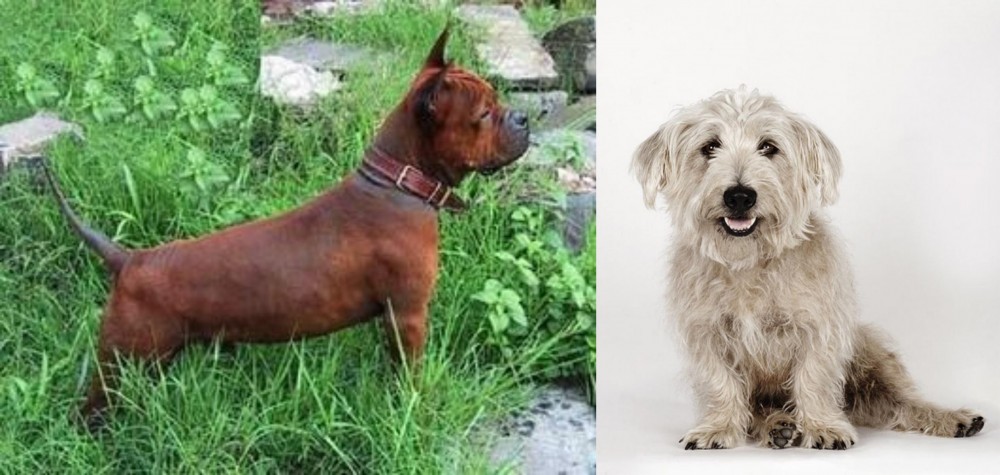 Glen of Imaal Terrier vs Chinese Chongqing Dog - Breed Comparison