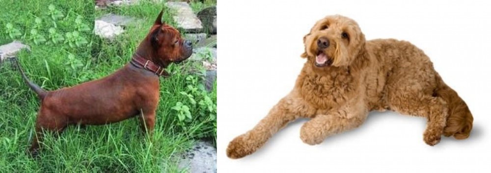 Golden Doodle vs Chinese Chongqing Dog - Breed Comparison