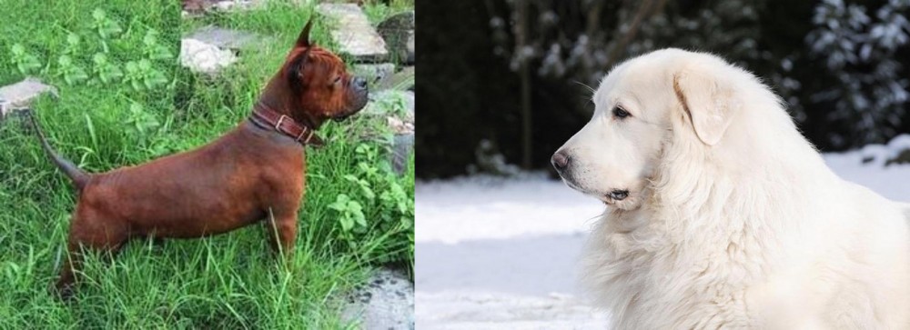 Great Pyrenees vs Chinese Chongqing Dog - Breed Comparison