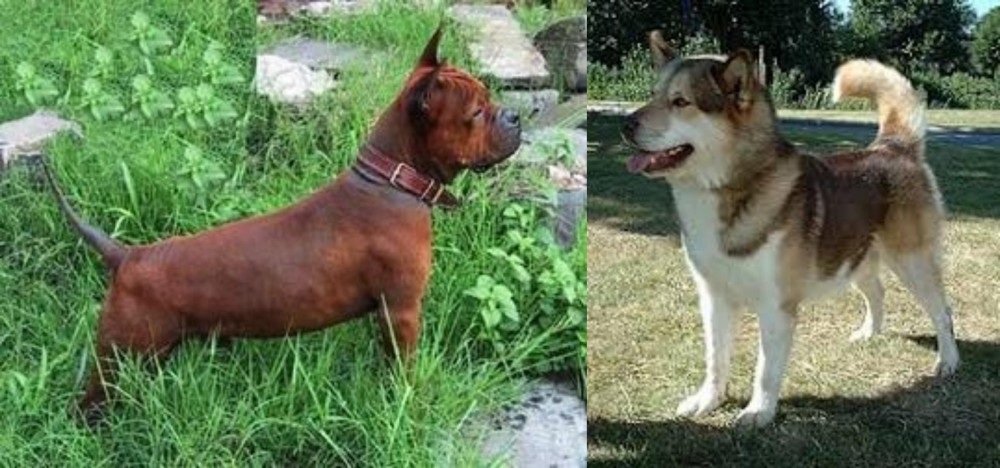 Greenland Dog vs Chinese Chongqing Dog - Breed Comparison
