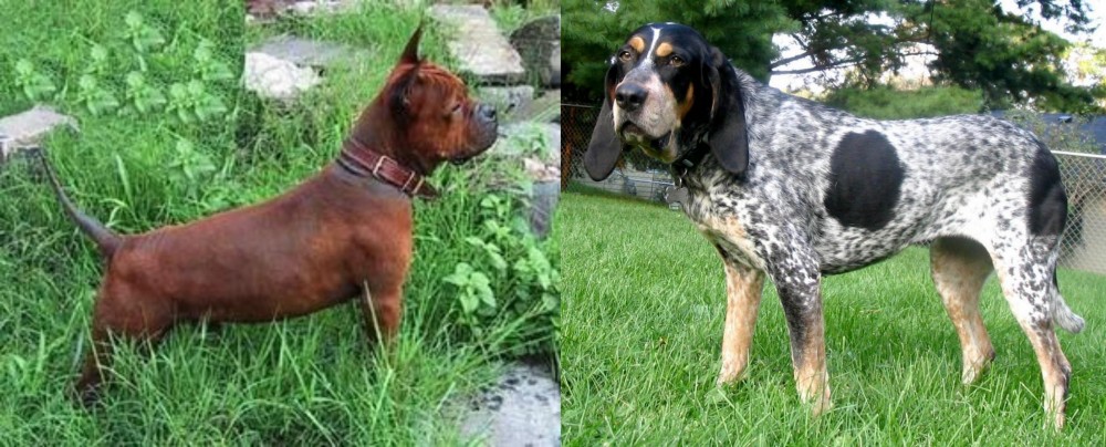 Griffon Bleu de Gascogne vs Chinese Chongqing Dog - Breed Comparison