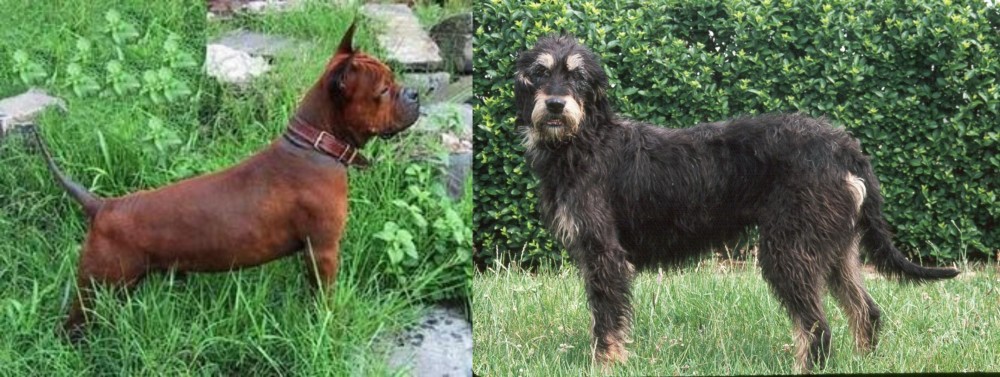 Griffon Nivernais vs Chinese Chongqing Dog - Breed Comparison