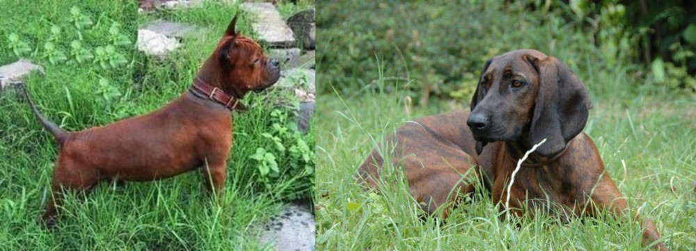 Hanover Hound vs Chinese Chongqing Dog - Breed Comparison