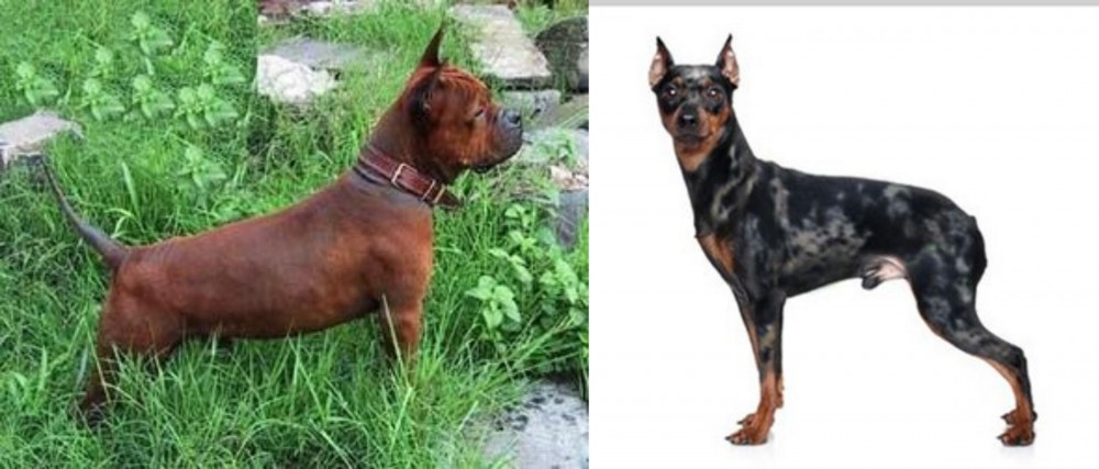 Harlequin Pinscher vs Chinese Chongqing Dog - Breed Comparison