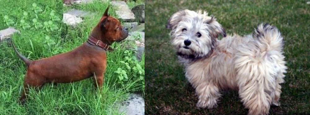 Havapoo vs Chinese Chongqing Dog - Breed Comparison