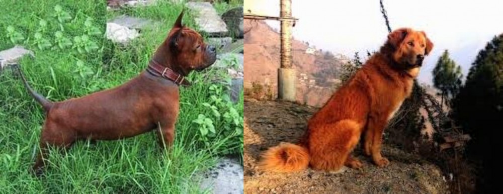 Himalayan Sheepdog vs Chinese Chongqing Dog - Breed Comparison