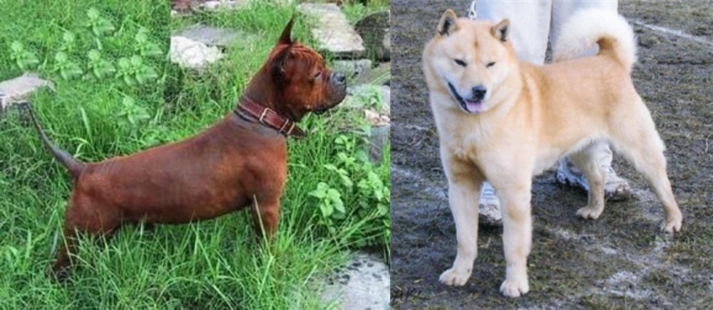 Hokkaido vs Chinese Chongqing Dog - Breed Comparison
