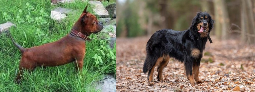 Hovawart vs Chinese Chongqing Dog - Breed Comparison