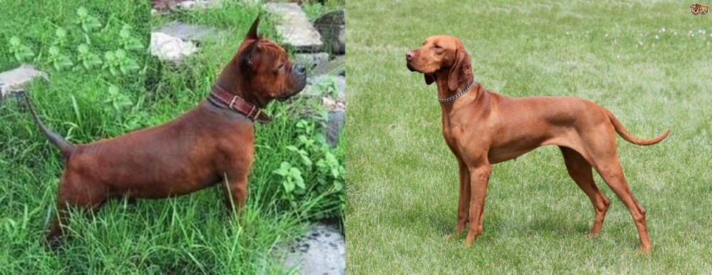 Hungarian Vizsla vs Chinese Chongqing Dog - Breed Comparison