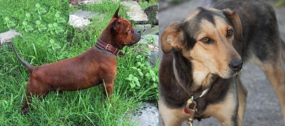 Huntaway vs Chinese Chongqing Dog - Breed Comparison
