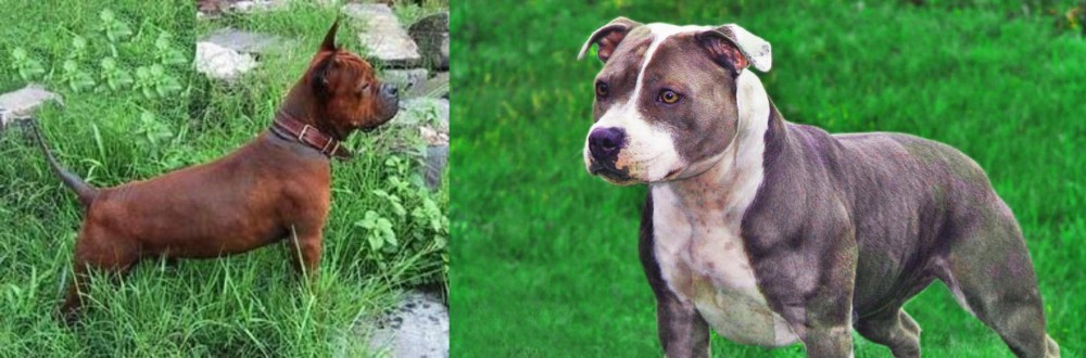 Irish Staffordshire Bull Terrier vs Chinese Chongqing Dog - Breed Comparison