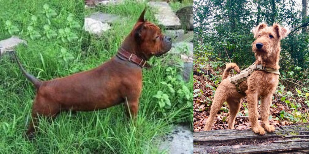 Irish Terrier vs Chinese Chongqing Dog - Breed Comparison
