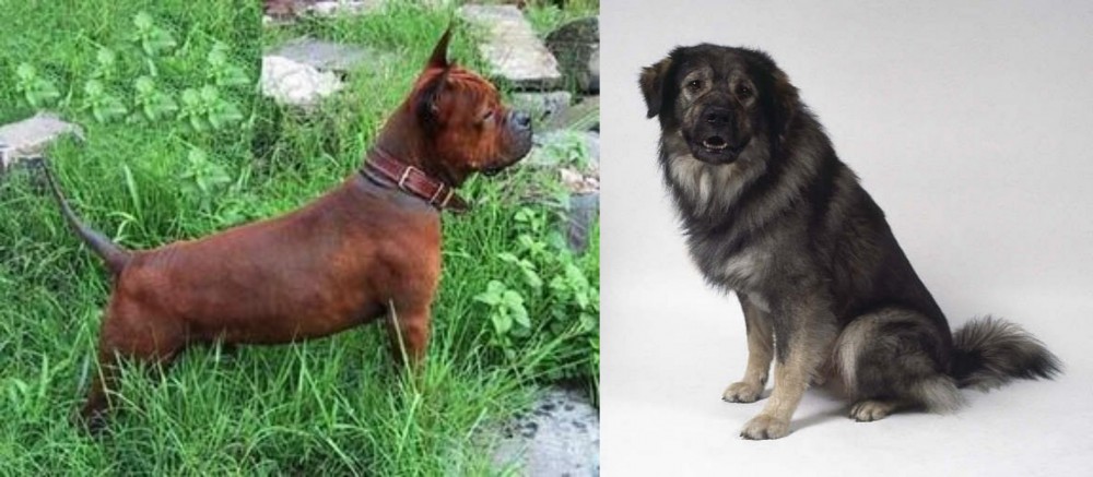 Istrian Sheepdog vs Chinese Chongqing Dog - Breed Comparison