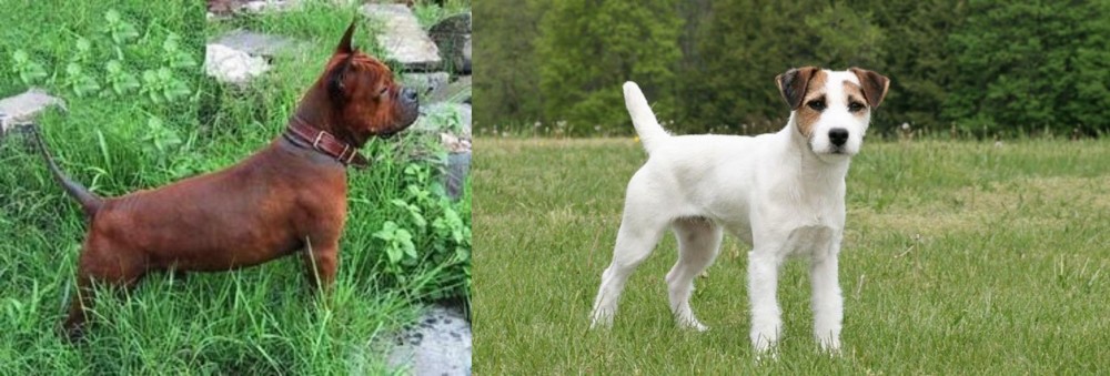 Jack Russell Terrier vs Chinese Chongqing Dog - Breed Comparison