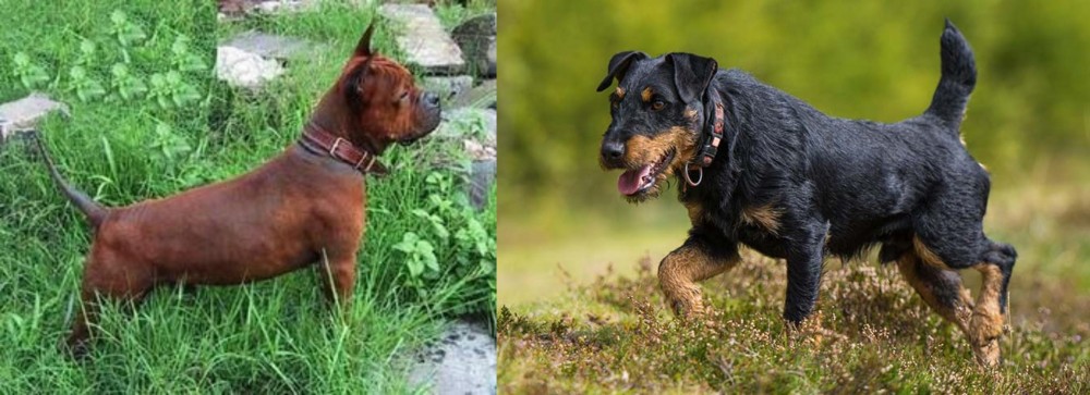 Jagdterrier vs Chinese Chongqing Dog - Breed Comparison