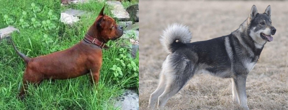 Jamthund vs Chinese Chongqing Dog - Breed Comparison