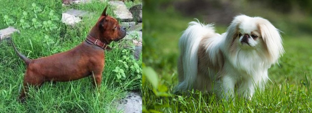 Japanese Chin vs Chinese Chongqing Dog - Breed Comparison