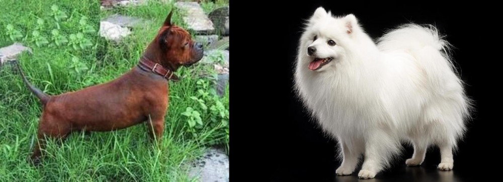 Japanese Spitz vs Chinese Chongqing Dog - Breed Comparison